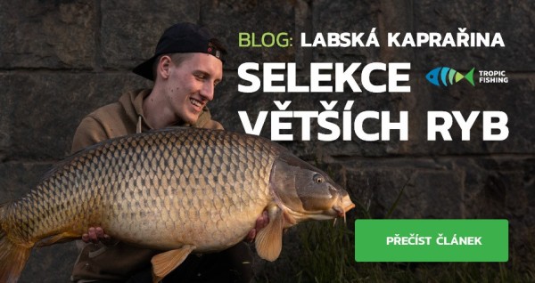 Labská kaprařina - selekce větších ryb