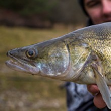 Lov zubáčov v zime Lov zubáčov v zime