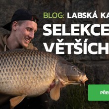 Labská kaprařina - selekce větších ryb Labská kaprařina - selekce větších ryb