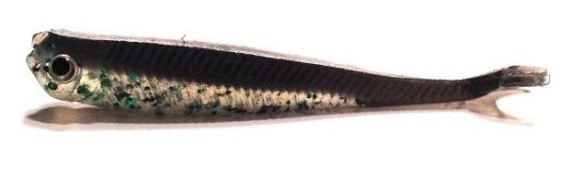 10kom - Gumeni Mamac Konger Twinkey Shad 8,2cm