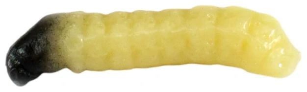 10kom - Gumeni Mamac Revol Baits Caddis Larva 20mm