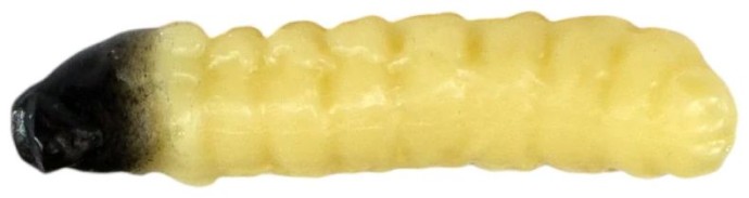10ks - Gumena Mamac Revol Baits Caddis Lovačka Ličinka 40mm