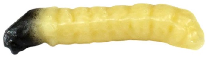 10ks - Gumena Mamitva Revol Baits Caddis Ličinka 30mm