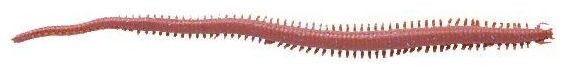 10ks - Gumová Nástraha Berkley Gulp! Sandworm Dark Brown 15cm 59g