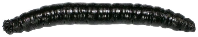 12kom - Umjetni Mamac Revol Baits Crane Fly Larva 45mm Krevetka