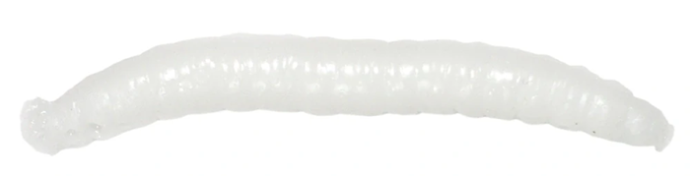 12kom - Umjetni Mamac Revol Baits Crane Fly Larva 45mm Sýr-Česnek