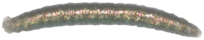12kom - Umjetni Mamac Revol Baits Crane Fly Larva 45mm Sýr-Česnek
