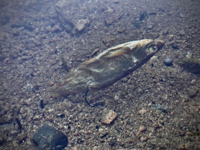 5kom Dipovaná Rybička LK Baits Predátor XL