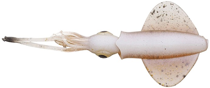 5kom - Mamac Savage Gear Swim Squid LRF 5cm 0,8gr