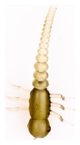 Adapter za udicu UnderCarp Červ zelena