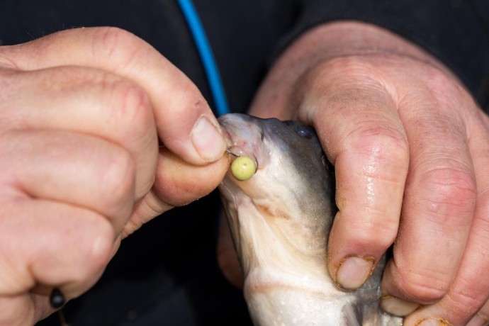 Dumbelli Sonubaits Spike'um Wafter