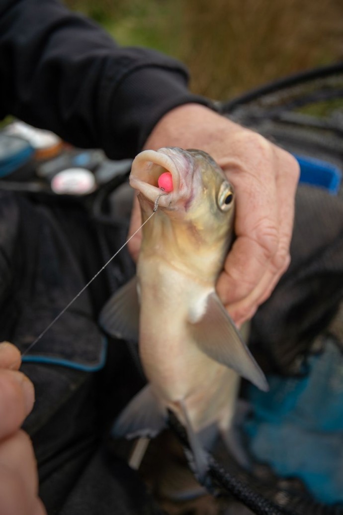 Dumbelli Sonubaits Spike'um Wafter