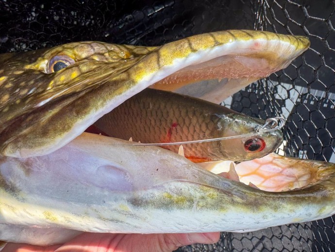 Gumena Mamička Fox Rage Ultra Natural Roach Replicant