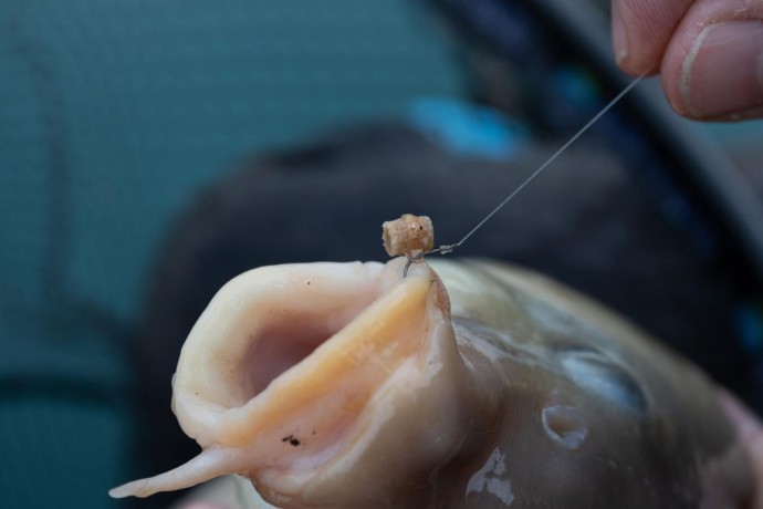 Gumene Opruge Preston Hookable Bait Bands