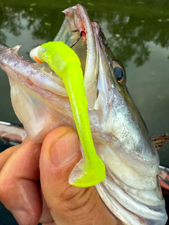 Gumeni Mamac Rage Scent Shad