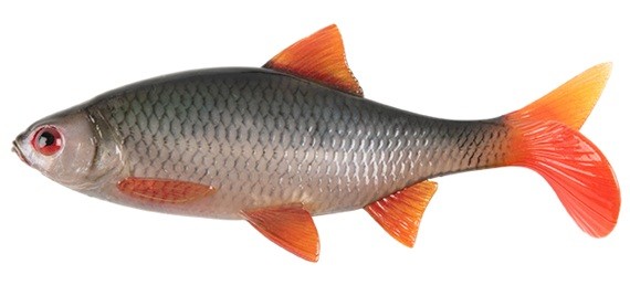 Gumeni Mamac Rage Ultra Natural Roach
