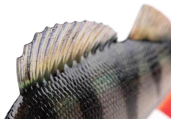 Gumeni Mamac Rage Ultra-Realistic Perch Replicant