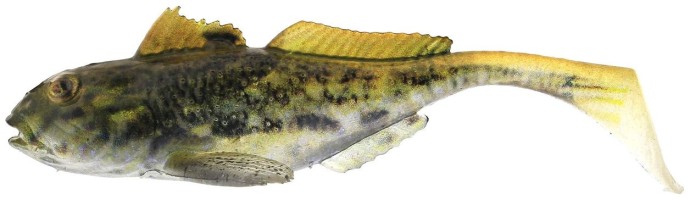 Gumeni Mamac Westin Gunnar The Goby