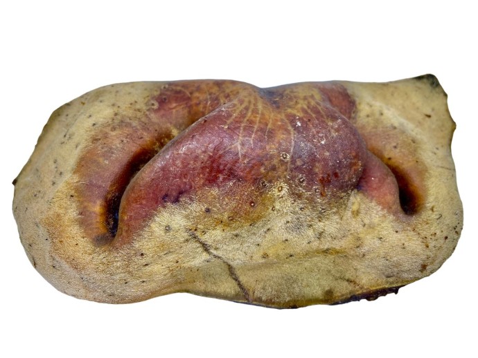 Hovädzí Mulec Sušená Maškrta LK Baits Pet, 60g