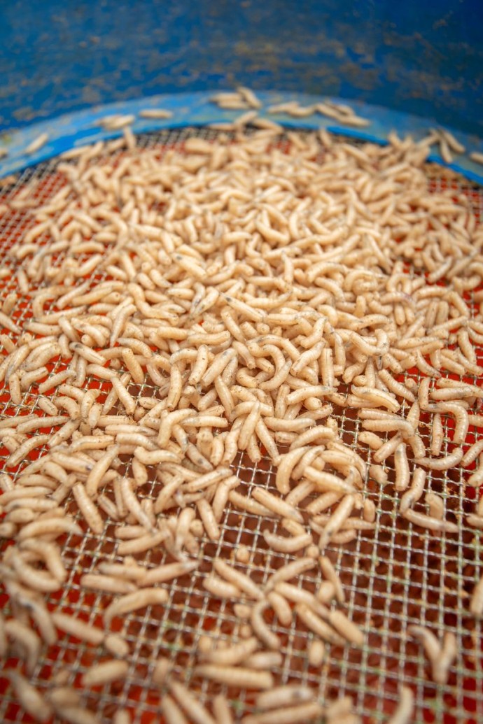 Lepilo za Crve Sonubaits Maggot Glue 300g