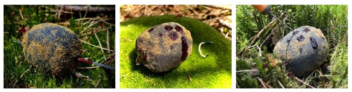 Mamac LK Baits Nutrigo Predator 45mm 500gr
