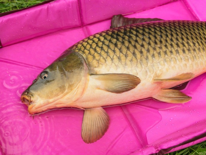 Podloška Delphin s Bočnicama Duomat Queen Wow
