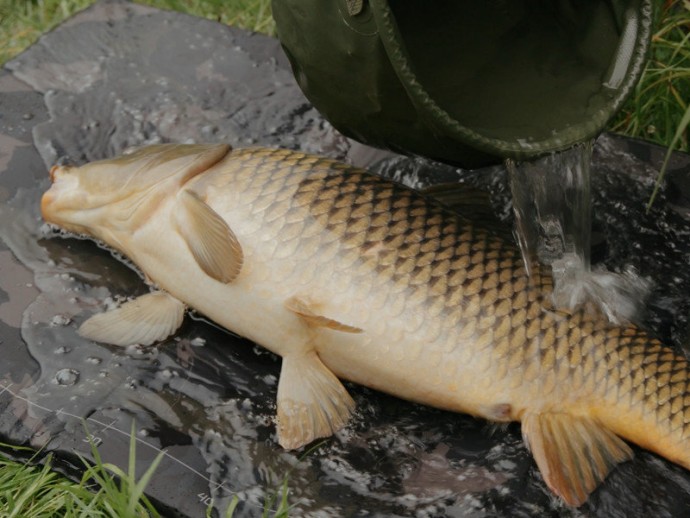 Podloška za ribu Delphin CarpMAT BANX Camo