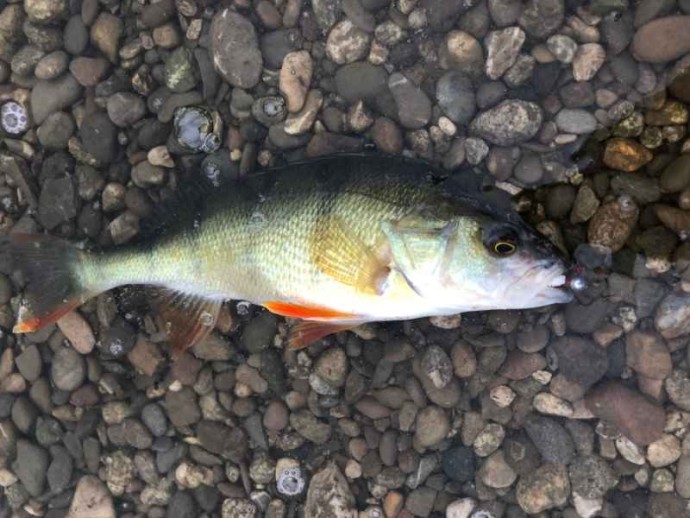 Štap Sportex Black Pearl GT-3 2-dijelni Baitcast