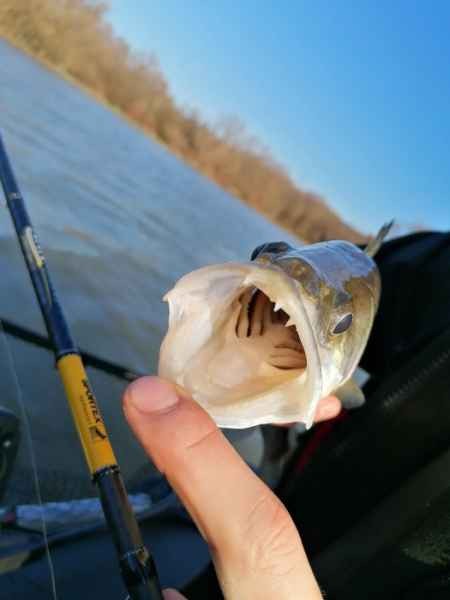Štap Sportex Black Pearl GT-3 2-dijelni Baitcast