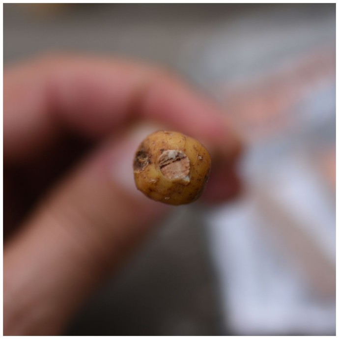 Svrdlo UnderCarp Bait Drill 6mm