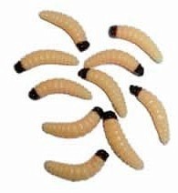 10ks - Imitace Červa Behr Jumbo Worms