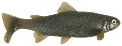 2ks Gumová nástraha Uni Cat Trout 15cm LM
