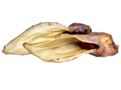 2ks Srnčí Ucho LK Baits Pet Srnčí Ucho 40g
