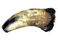 Hovđeći Roh S Kožešinom LK Baits Pet 200g