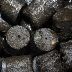 Pelete LK Baits Salt Black Hallibut 1kg