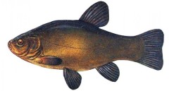 Polštář BeCare Lín Obecný 55cm