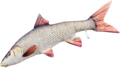 Polštář Gaby Parma Obecná 80cm