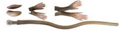 Rezervni dijelovi Savage Gear 3D Rat set za popravak 20cm