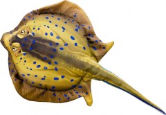 Vankúš Gaby Trnucha Dĺžka 50cm