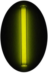 Věčné Světlo Shock Infinity Light Stick