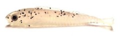 10ks - Gumová Nástraha Konger Lucky Shad 6cm 02