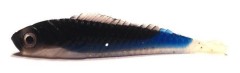 10ks - Gumová Nástraha Konger Lucky Shad 6cm 04