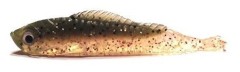 10ks - Gumová Nástraha Konger Lucky Shad 6cm 05