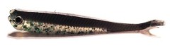 10ks - Gumová Nástraha Konger Twinkey Shad 8,2cm 14