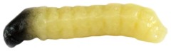 10ks - Gumová Nástraha Revol Baits Caddis Larva 20mm 10ks - Gumová Nástraha Revol Baits Caddis Larva 20mm
