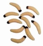 10ks - Imitácia Červa Behr Jumbo Worms