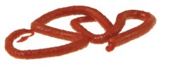 12kom - Gumeni Mamac Berkley Gulp! Earthworm 10cm Red Wiggler