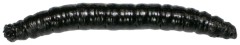 12ks - Umělá Nástraha Revol Baits Crane Fly Larva 45mm Kreveta Černá