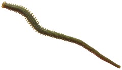 14kom - Gumeni Mamac Berkley Gulp! Alive! Nereis 15cm Camo