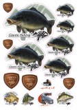 16kom - Naljepnica Giants Fishing Šaran Ljuskavi
